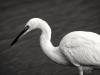 Aigrette Garzette